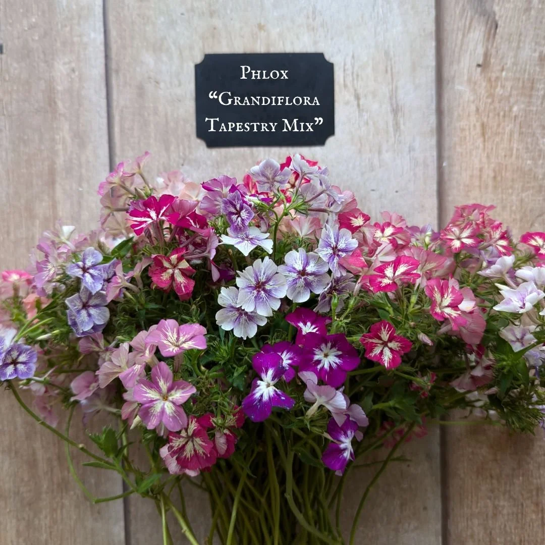 2025+New+Seed+Glamour+Shots+(1